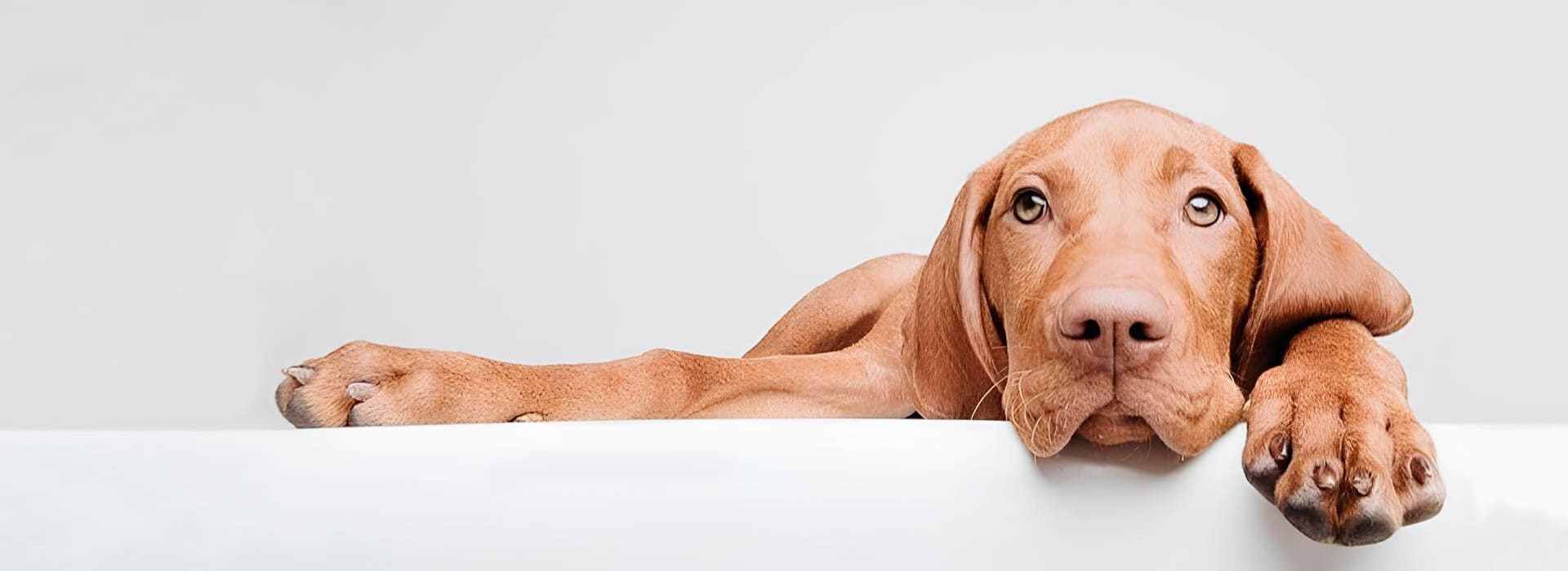 adiestrador-canino-en-madrid-educacion-y-modificacion-de-conducta-a-domicilio-9